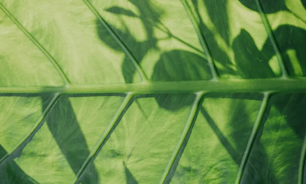 G&A-Service Climate-Nature